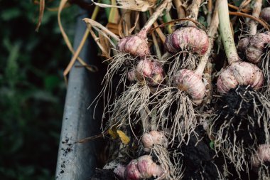 Bir el arabası yeşil çim zemin üzerine taze sarımsak
