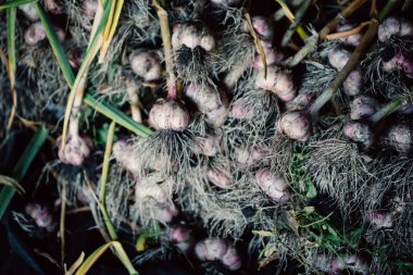 Kökleri Bahçe arka plan ile taze sarımsak