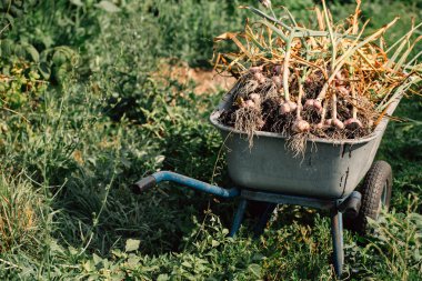 Bir el arabası yeşil çim zemin üzerine taze sarımsak