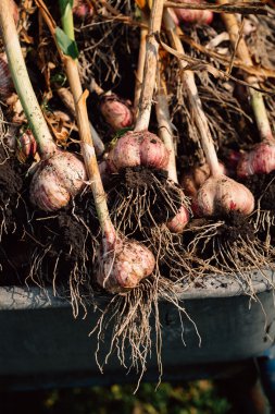 Bir el arabası yeşil çim zemin üzerine taze sarımsak