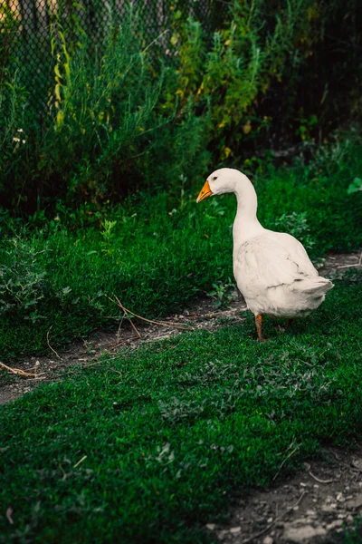 Ganzen in een dorp lopen op het gazon — Stockfoto