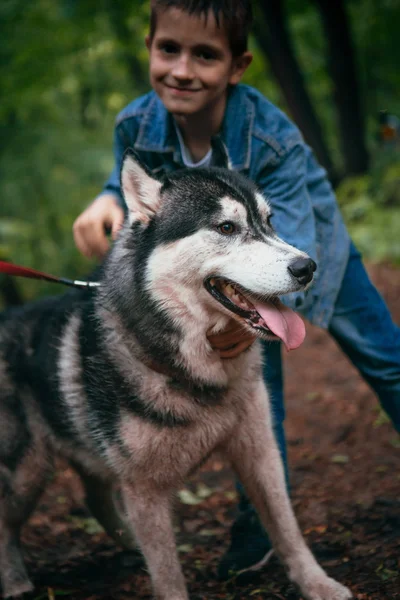 Niño y su perro husky en el fondo de las hojas en primavera —  Fotos de Stock