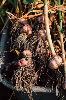 Bir el arabası yeşil çim zemin üzerine taze sarımsak