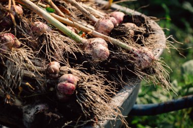 Bir el arabası yeşil çim zemin üzerine taze sarımsak