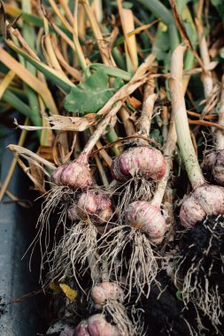 Bir el arabası yeşil çim zemin üzerine taze sarımsak