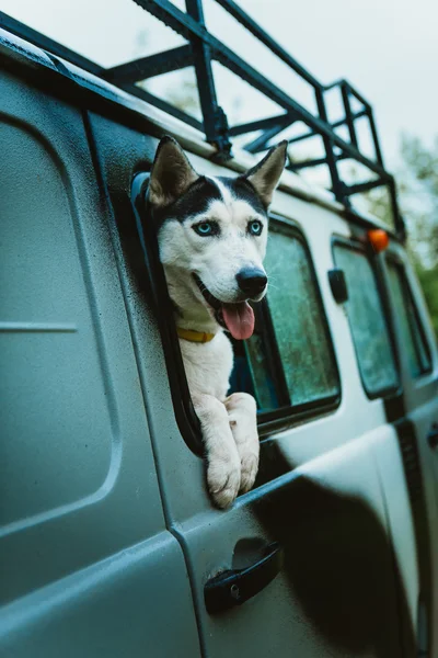 Ledsna hund Husky ser ut genom fönstret när man sitter i bilen — Stockfoto