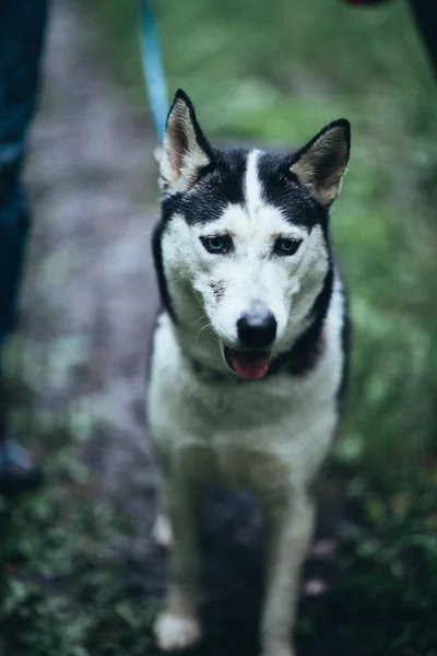 Stående sorgliga husky hunden i en skog — Stockfoto