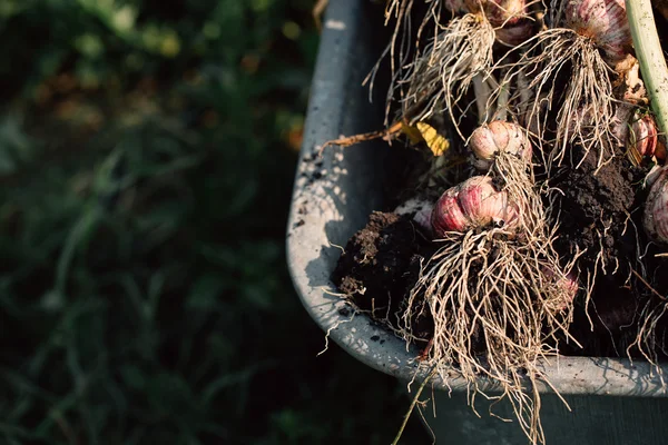 Bir el arabası yeşil çim zemin üzerine taze sarımsak