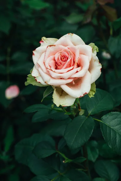 Rózsaszín bokor Rózsa, a háttérben a levelek — Stock Fotó