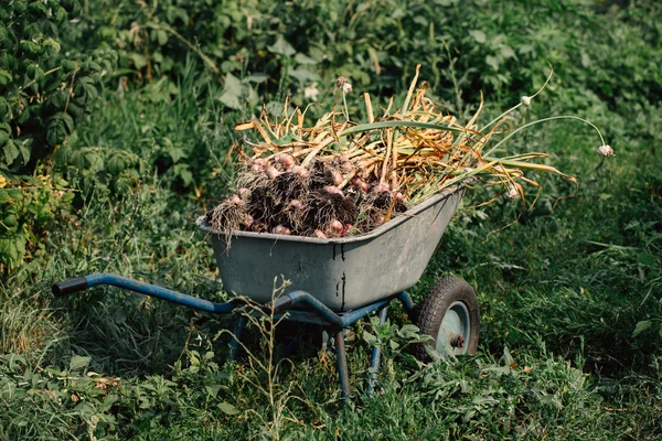 Verse knoflook in een kruiwagen op achtergrond van groen gras — Stockfoto