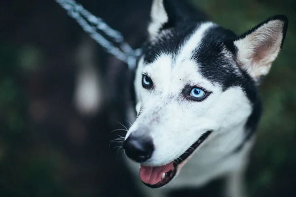 Porträtt av en vacker husky hund i skogen — Stockfoto