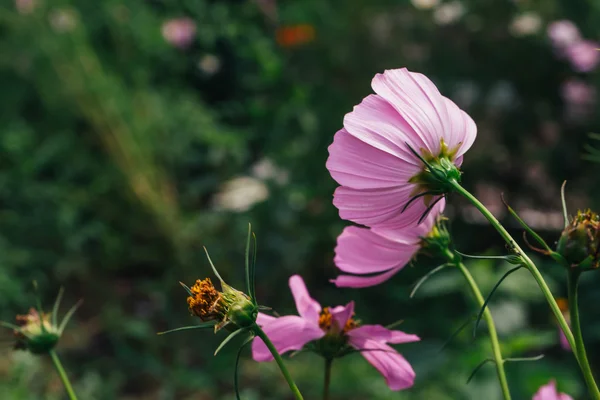 Πολύχρωμο σύμπαν λουλούδια closeup στον κήπο φόντο — Φωτογραφία Αρχείου