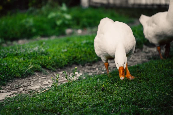 Ganzen in een dorp lopen op het gazon — Stockfoto