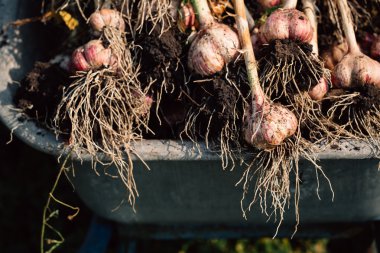 Bir el arabası yeşil çim zemin üzerine taze sarımsak