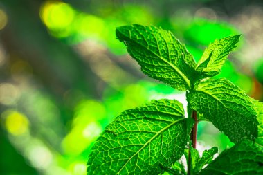 Bir arka plan üzerinde taze yeşil nane yakın çekim