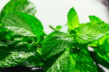 Siyah ayna arka planında taze nane.