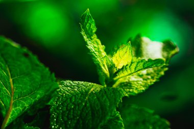 Karanlık bir arka plan üzerinde taze yeşil nane yakın çekim