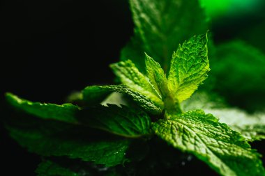 Siyah ayna arka planında taze nane.