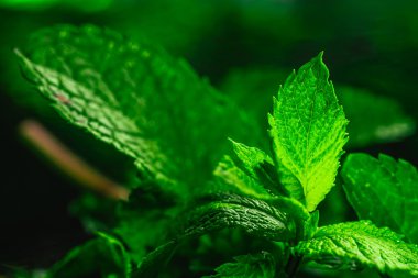 Karanlık bir arka plan üzerinde taze yeşil nane yakın çekim