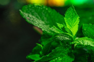 Karanlık bir arka plan üzerinde taze yeşil nane yakın çekim