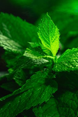 Karanlık bir arka plan üzerinde taze yeşil nane yakın çekim