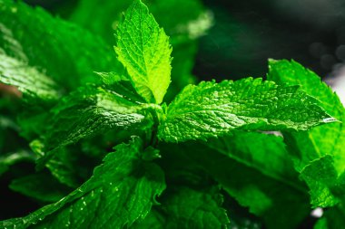 Karanlık bir arka plan üzerinde taze yeşil nane yakın çekim