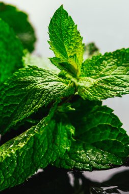 Siyah ayna arka planında taze nane.