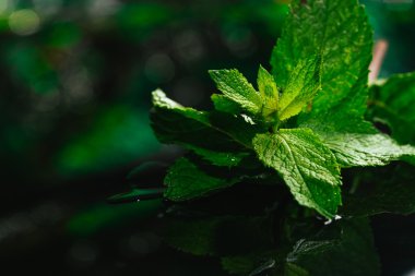 Siyah ayna arka planında taze nane.