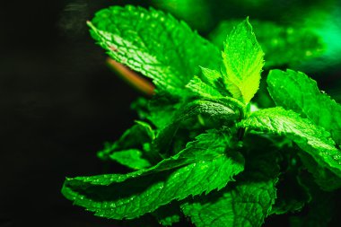 Karanlık bir arka plan üzerinde taze yeşil nane yakın çekim