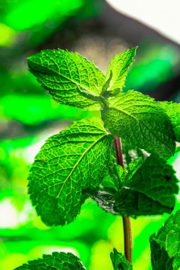 Bir arka plan üzerinde taze yeşil nane yakın çekim