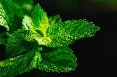 Siyah ayna arka planında taze nane.