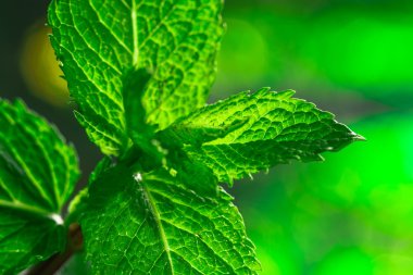 Bir arka plan üzerinde taze yeşil nane yakın çekim