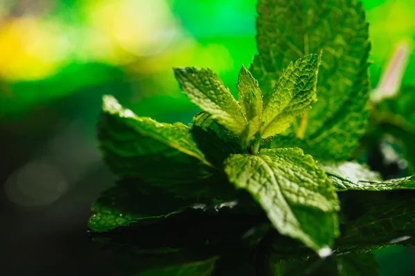 Siyah ayna arka planında taze nane.