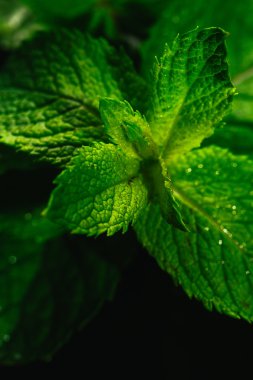 Siyah ayna arka planında taze nane.