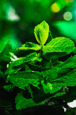 Karanlık bir arka plan üzerinde taze yeşil nane yakın çekim