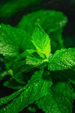 Karanlık bir arka plan üzerinde taze yeşil nane yakın çekim