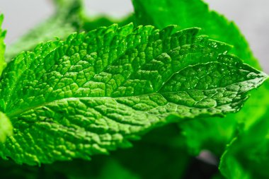 Siyah ayna arka planında taze nane.