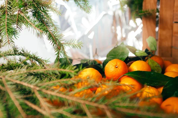 Muchas mandarinas frescas y ramas del árbol de Navidad sobre un fondo de madera —  Fotos de Stock