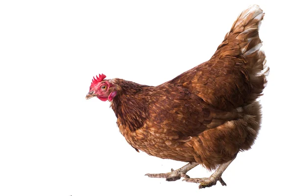 Chicken - isolated — Stock Photo, Image