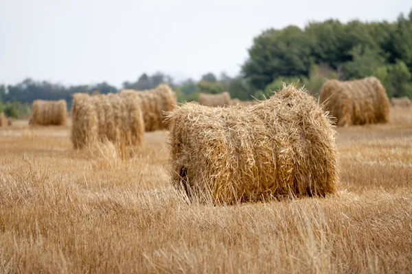 Hay bale or sheaf in a cold day — Stock Photo, Image