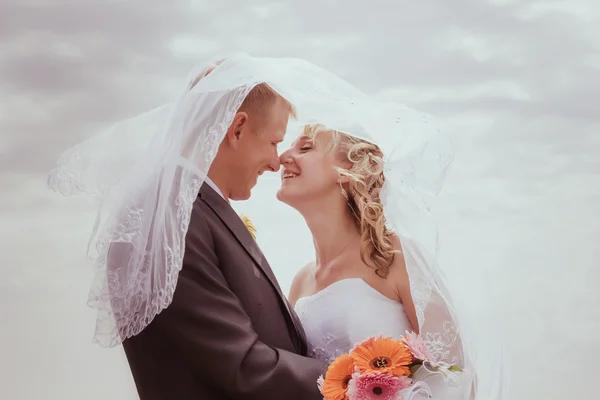 Kissing wedding couple in high grass — Stock Photo, Image