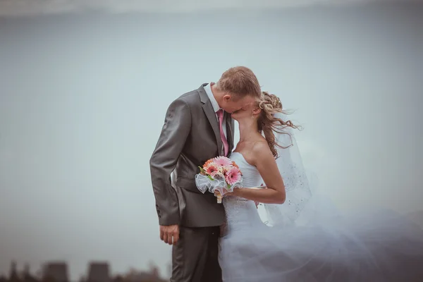 Kissing wedding couple in high grass — Stock Photo, Image