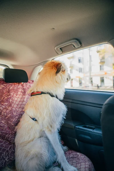 Wolfhound irlandese che viaggia in macchina — Foto Stock