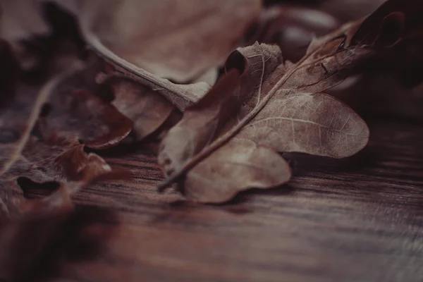 Herbstthema mit Blättern — Stockfoto