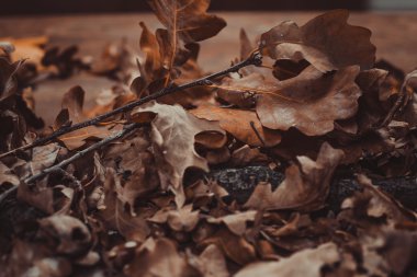 Yapraklı sonbahar teması