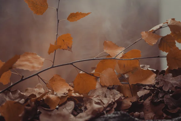 Abstrakter Herbst-Hintergrund — Stockfoto