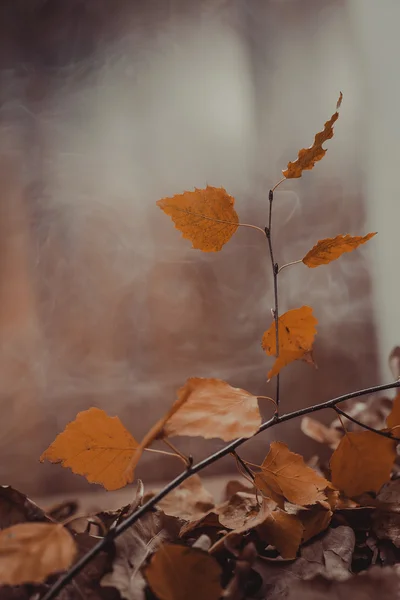 Abstrakter Herbst-Hintergrund — Stockfoto