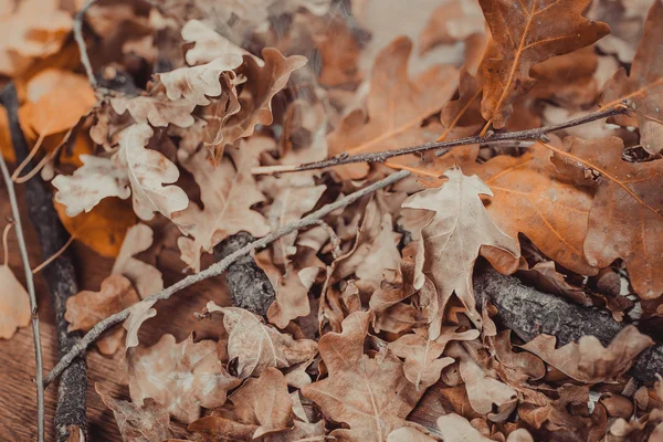 Tema de outono com folhas — Fotografia de Stock