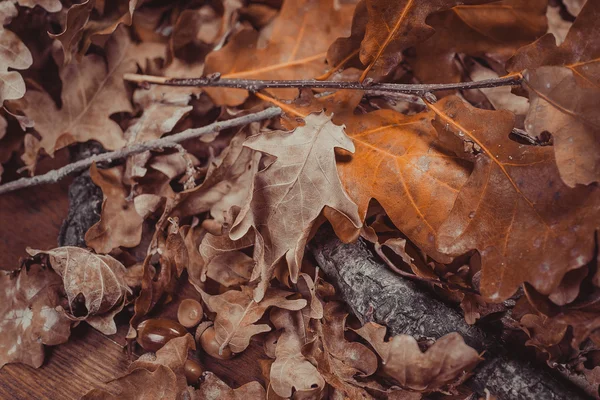 Tema de outono com folhas — Fotografia de Stock