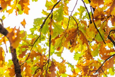 Sonbahar yapraklı ağaç dalı. Sonbahar arkaplanı.